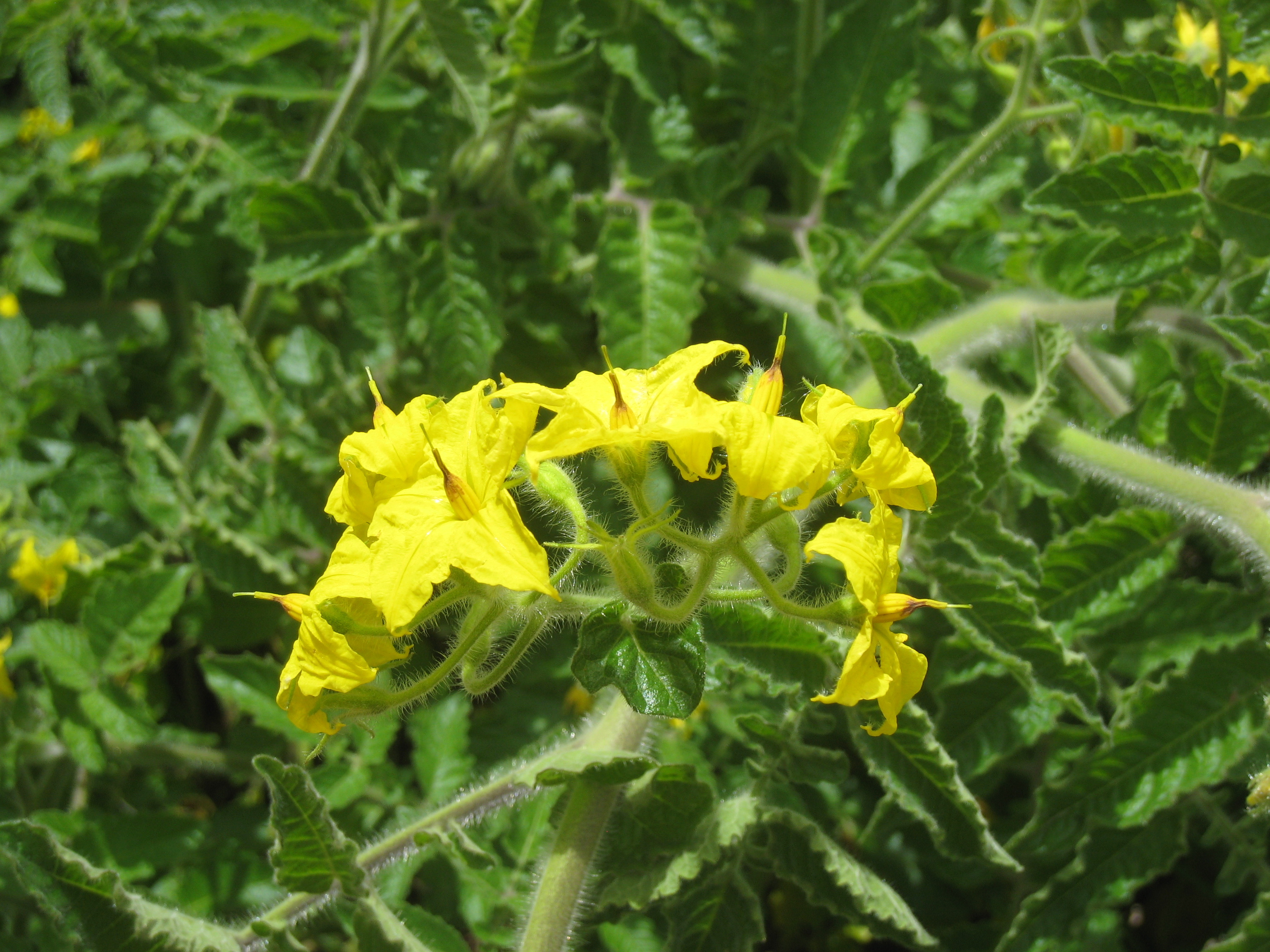 Yellow Flowers