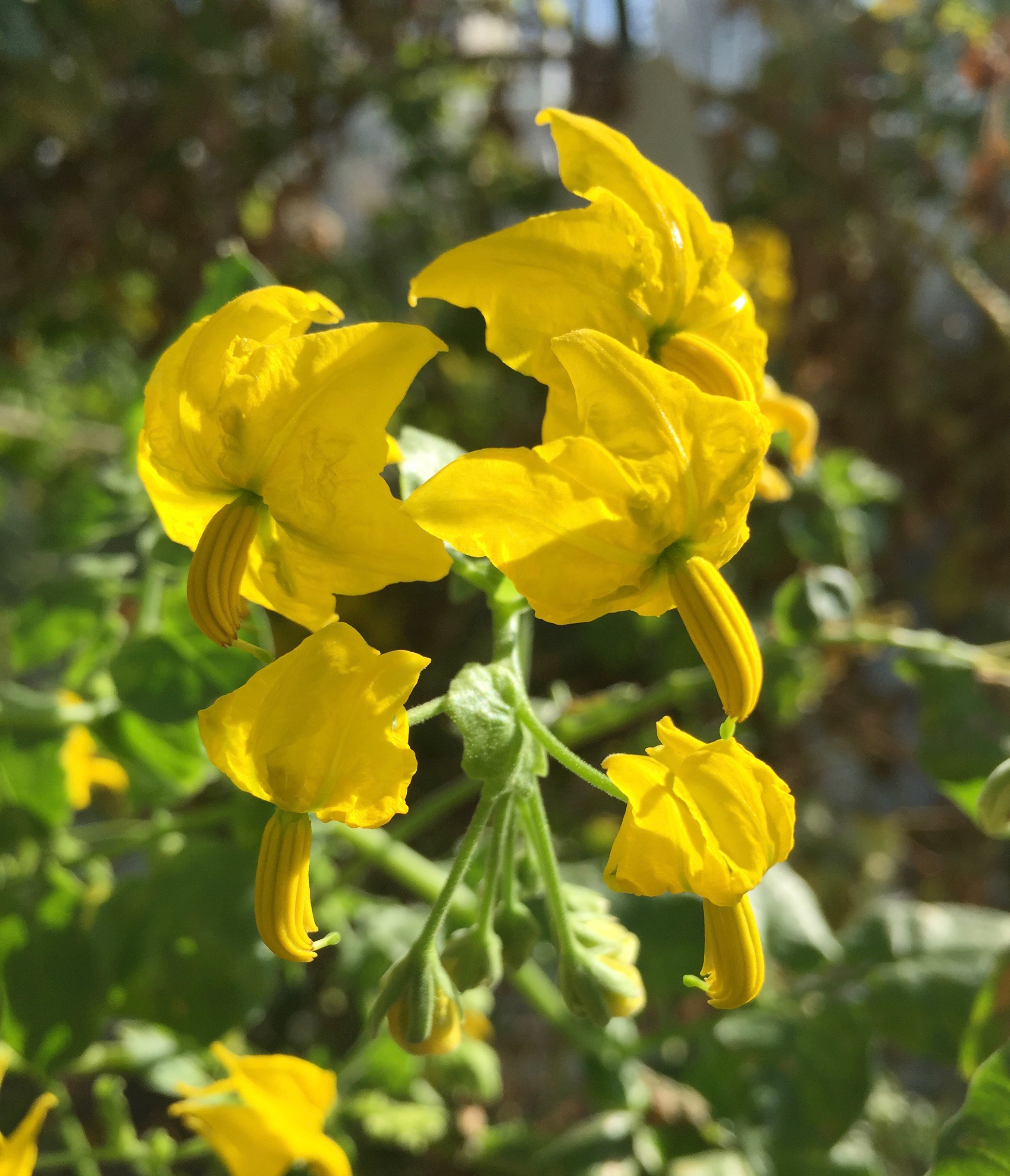 Yellow Flowers