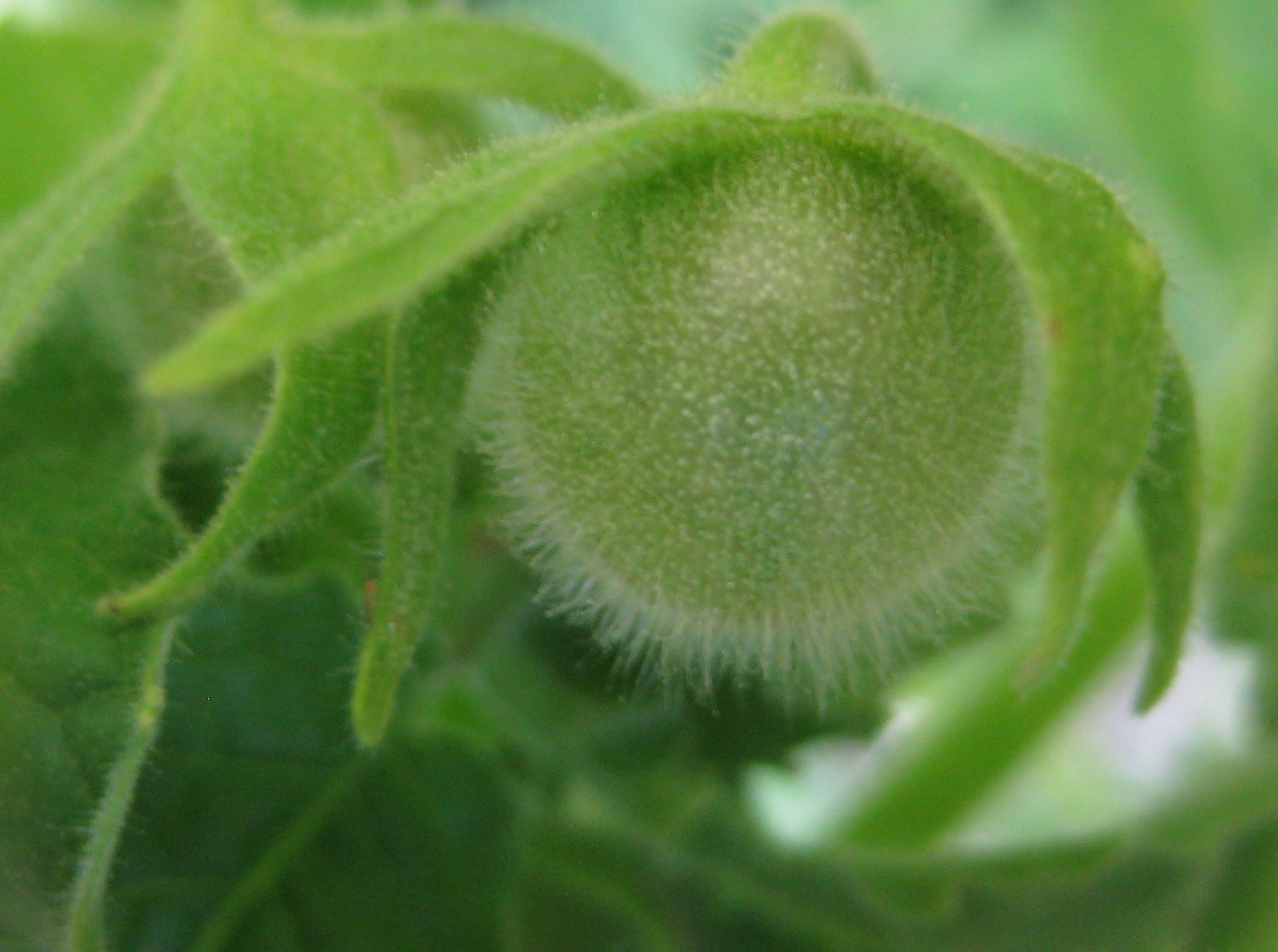 Close view of Trichomes