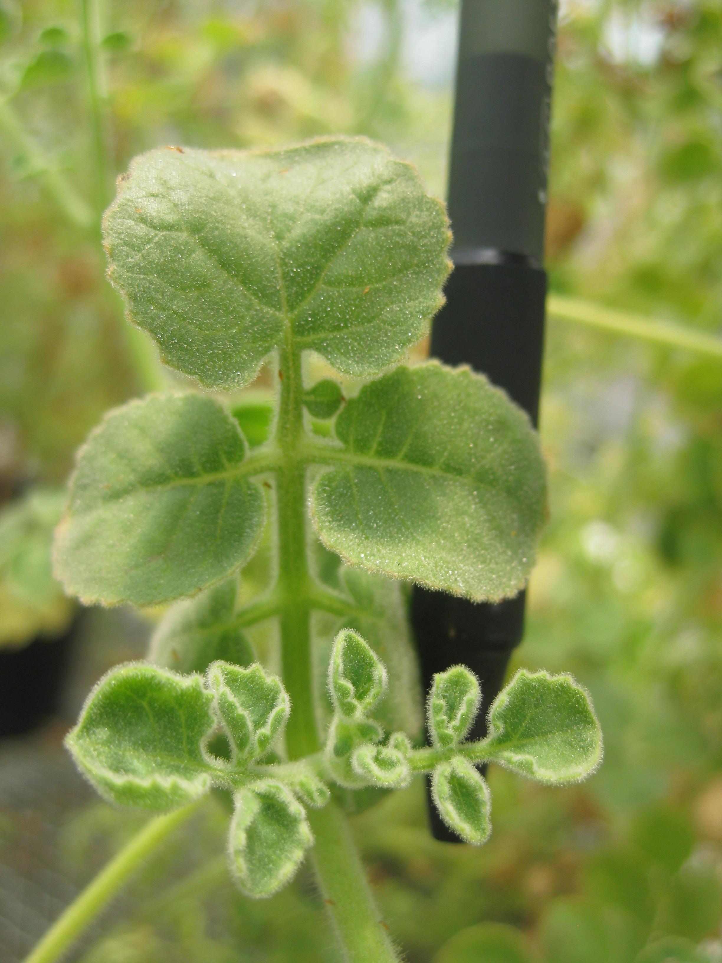 Close view of Trichomes