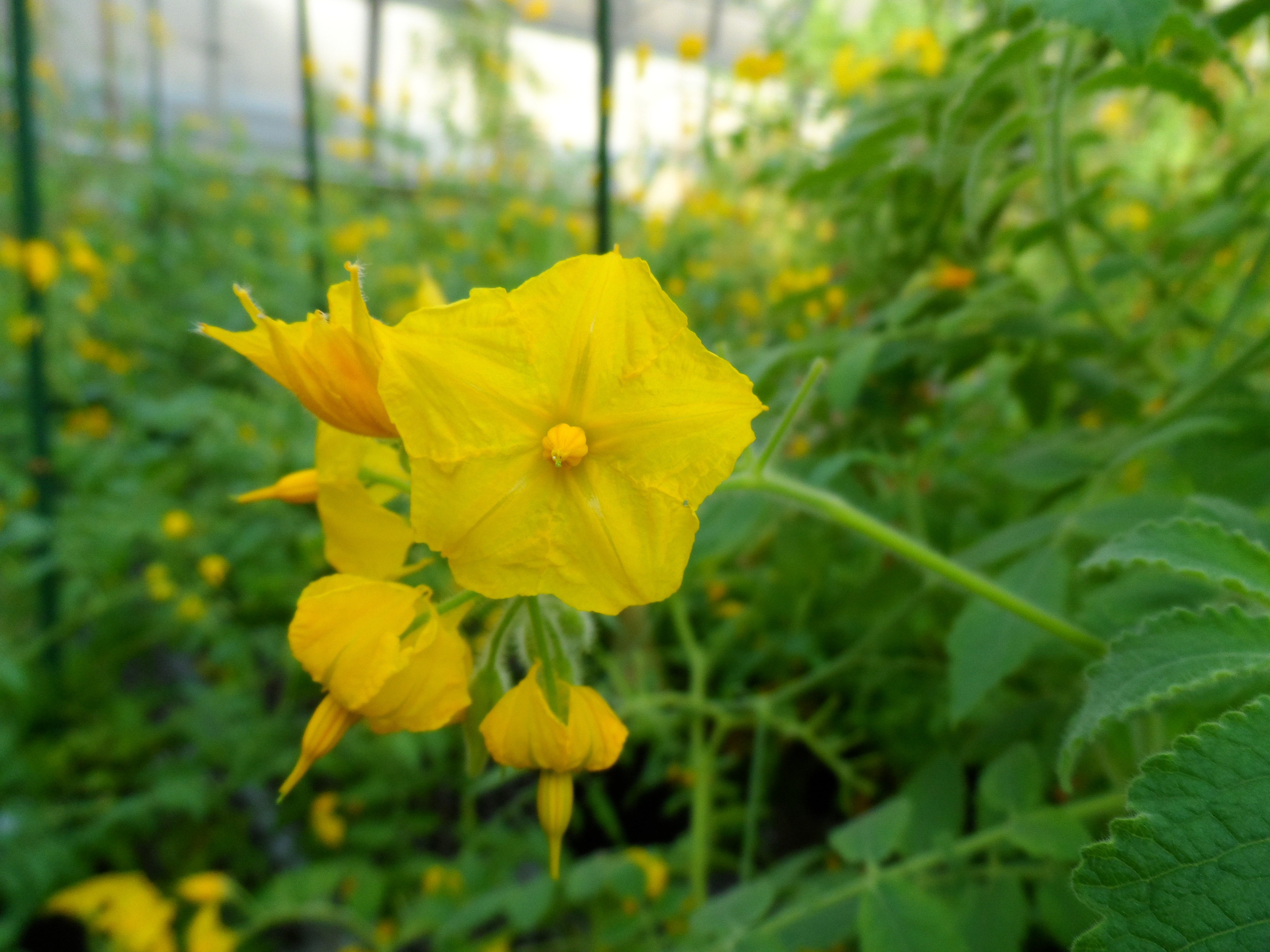 Yellow Flowers