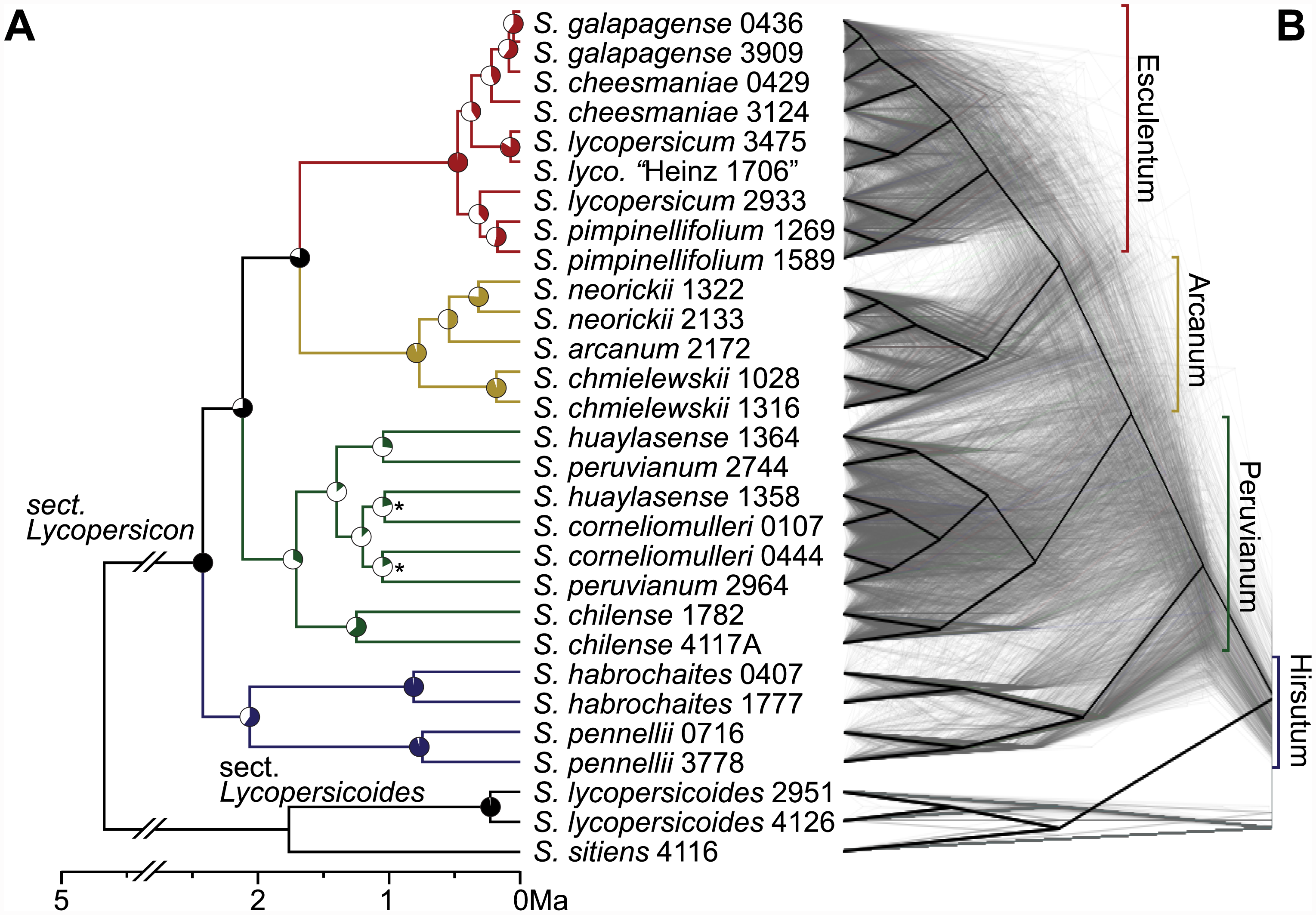 Evolutionary tree of wild tomatoes